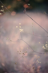 Sunset forest. Detail in nature.