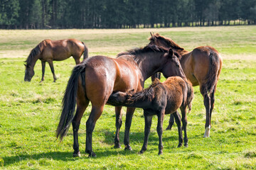 Newborn foal sucks milk from her mother.