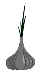 Garlic  flat illustration for menu or design