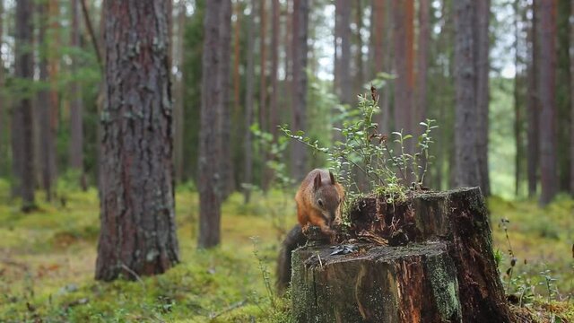 A ginger fluffy squirrel jumps on a tree stump, takes food and runs away. Wild squirrel close-up. Squirrel in the forest in natural conditions.