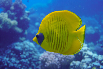 Naklejka na ściany i meble Beautiful Butterfly Fish Swimming In The Red Sea In Egypt. Blue Water, Hurghada, Sharm El Sheikh,Animal, Scuba Diving, Ocean, Under The Sea, Underwater Photography, Snorkeling, Tropical Paradise.