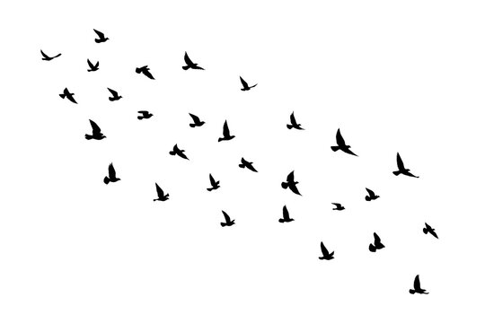 Flying birds silhouettes with spectrum color prism triangle on white background. Vector illustration. isolated bird flying. tattoo and wallpaper background design.