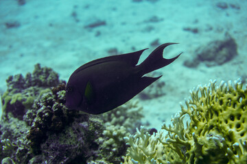 Fototapeta premium Beautiful Fish Swimming In The Red Sea In Egypt. Blue Water. Relaxed, Hurghada, Sharm El Sheikh,Animal, Scuba Diving, Ocean, Under The Sea, Underwater Photography, Snorkeling, Tropical Paradise.