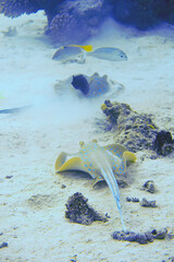 Beautiful Blue Spotted Stingray In The Red Sea In Egypt. Blue Water. Relaxed, Hurghada, Sharm El...