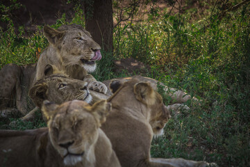 A pride of lions lazing in the green bushes of Africa.
