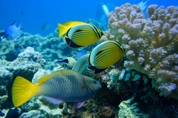 Naklejka na ściany i meble Beautiful Colorful Fish Swimming In The Red Sea In Egypt. Blue Water, Hurghada, Sharm El Sheikh,Animal, Scuba Diving, Ocean, Under The Sea, Underwater Photography, Snorkeling, Tropical Paradise.