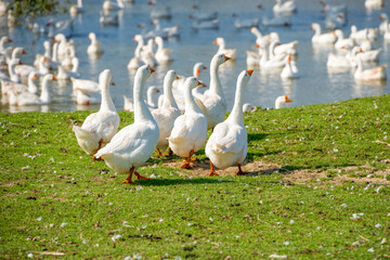 White geese on a summer day at the farm lake