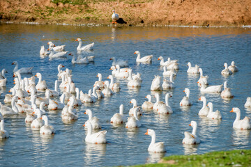 White geese on a summer day at the farm lake