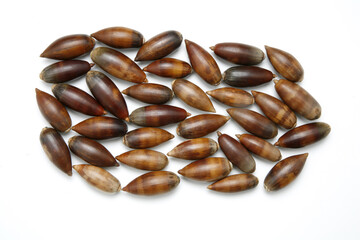 Group of acorns isolated on a white background
