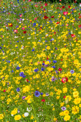 Various wild flowers bloosoms in the meadow