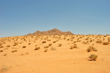 Fototapeta na wymiar Sand and vegetation of Wadi Rum desert