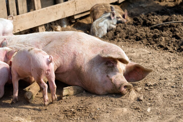 Pig mother with her little piglets in the pen at the farm