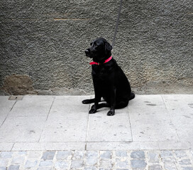 Black dog in a red collar on the street