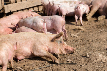Pig mother with her little piglets in the pen at the farm