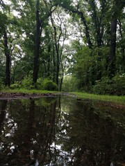 Fototapeta na wymiar Water reflection of forest