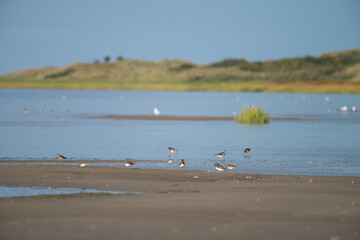 Several wadden birds Dunlin, Calidris alpina - Sandpipers, Scolopacidae, sea gull, black-tailed godwit, redshank, looking for food in the Wadden Sea during the early morning, Ameland, Wadden Island, p