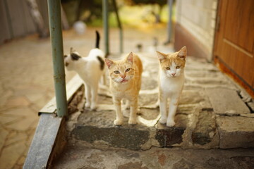 Cute cats walk in summer garden on the doorstep
