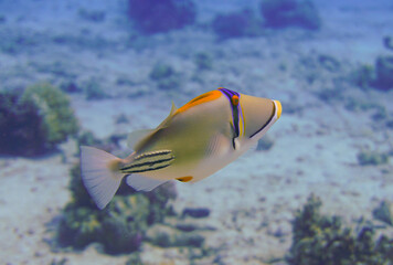 Fototapeta na wymiar Beautiful Trigger Fish Picasso Triggerfish Swimming In The Red Sea In Egypt. Blue Water, Hurghada, Sharm El Sheikh, Scuba Diving, Ocean, Under The Sea, Underwater, Snorkeling, Tropical Paradise.