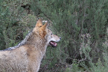 Beautiful iberian wolves in the mount playing in herd preparing the Hunt
