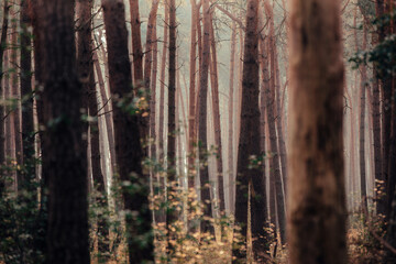 Fototapeta na wymiar Forest Fog