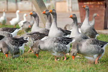 Geese walk on the territory of a livestock farm on a summer day