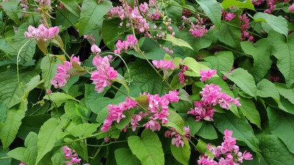 Stock Photo - Coral Vine or Antigonon Leptopus Flowers or  Mexican creeper or Pink Rose of Montana.