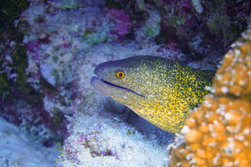 Beautiful Moray Eel Swimming In The Red Sea In Egypt. Blue Water. Relaxed, Hurghada, Sharm El Sheikh,Animal, Scuba Diving, Ocean, Under The Sea, Underwater Photography, Snorkeling, Tropical Paradise.