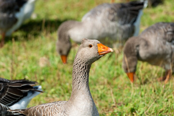 Geese walk on the territory of a livestock farm on a summer day