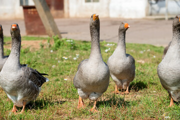 Geese walk on the territory of a livestock farm on a summer day