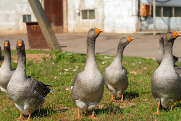 Geese walk on the territory of a livestock farm on a summer day