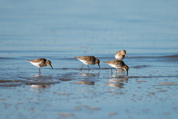 Multiple Dunlin, Calidris alpina - Sandpipers, Scolopacidae, looking for food in the Wadden Sea during early morning, Ameland, Wadden Island, conservation area, Friesland, The Netherlands