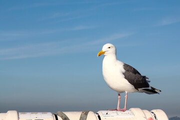 BIG seagull on the boat in california,USA