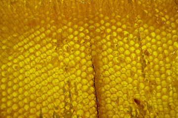 Drop of bee honey drip from hexagonal honeycombs