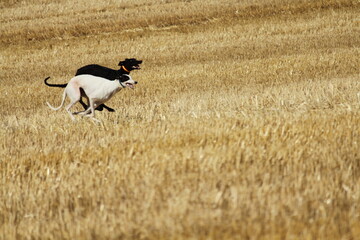 Spanish greyhound in mechanical hare race in the countryside