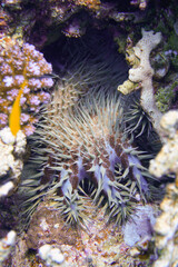 Naklejka na ściany i meble Beautiful Seastar Starfish In The Red Sea In Egypt. Crown-of-thorns starfish, Blue Water, Hurghada, Sharm El Sheikh,Animal, Scuba Diving, Ocean, Under The Sea, Snorkeling, Tropical Paradise.
