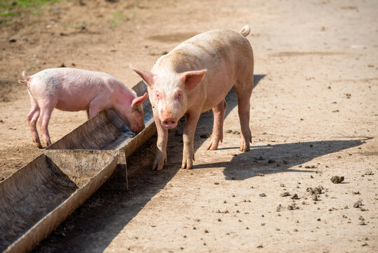 Little piglets near the feeder on a livestock farm on a summer day
