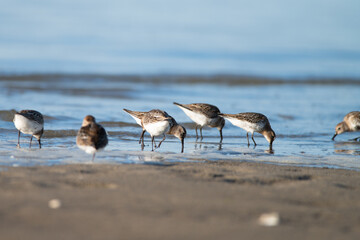 Multiple Dunlin, Calidris alpina - Sandpipers, Scolopacidae, looking for food in the Wadden Sea during early morning, Ameland, Wadden Island, conservation area, Friesland, The Netherlands