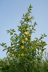 Fresh apples growing on trees at an apple orchard