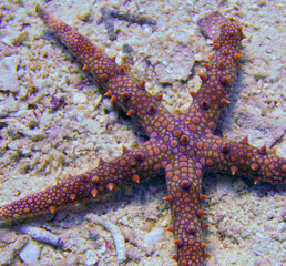 Beautiful Starfish Seastar In The Red Sea In Egypt. Blue Water. Relaxed, Hurghada, Sharm El...
