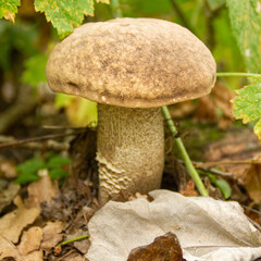 mushroom in the forest