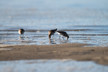 Naklejka premium Multiple Dunlin, Calidris alpina - Sandpipers, Scolopacidae, looking for food in the Wadden Sea during early morning, Ameland, Wadden Island, conservation area, Friesland, The Netherlands