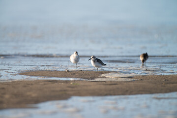 Multiple Dunlin, Calidris alpina - Sandpipers, Scolopacidae, looking for food in the Wadden Sea during early morning, Ameland, Wadden Island, conservation area, Friesland, The Netherlands