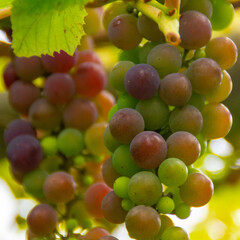 grapes on vine