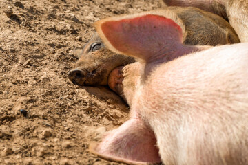 Piglets on a summer day at the farm are sleeping