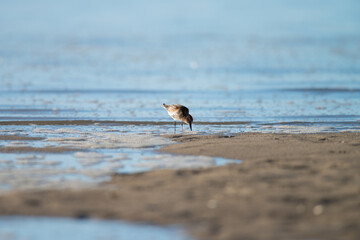 Dunlin, Calidris alpina - Sandpipers, Scolopacidae, looking for food in the Wadden Sea during early morning, Ameland, Wadden Island, nature conservation area, Friesland, Netherlands