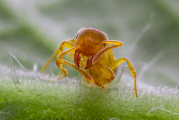 yellow ant on green leaf background