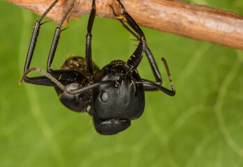 black ant on green leaf background