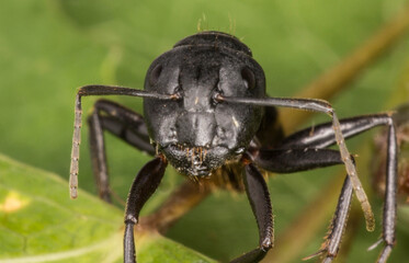 black ant on green leaf background