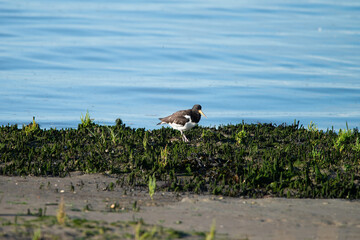 Oystercatcher warms up in the early morning in the wadden area during sunrise, water. in the beautiful protected nature area Het Oerd on the Wadden island of Ameland in the Netherlands