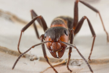 red ant on wooden background. macro